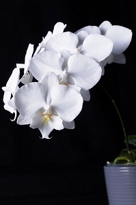 Phalaenopsis Younghome Moonliight Orchid Fest AM/AOS 80 pts.